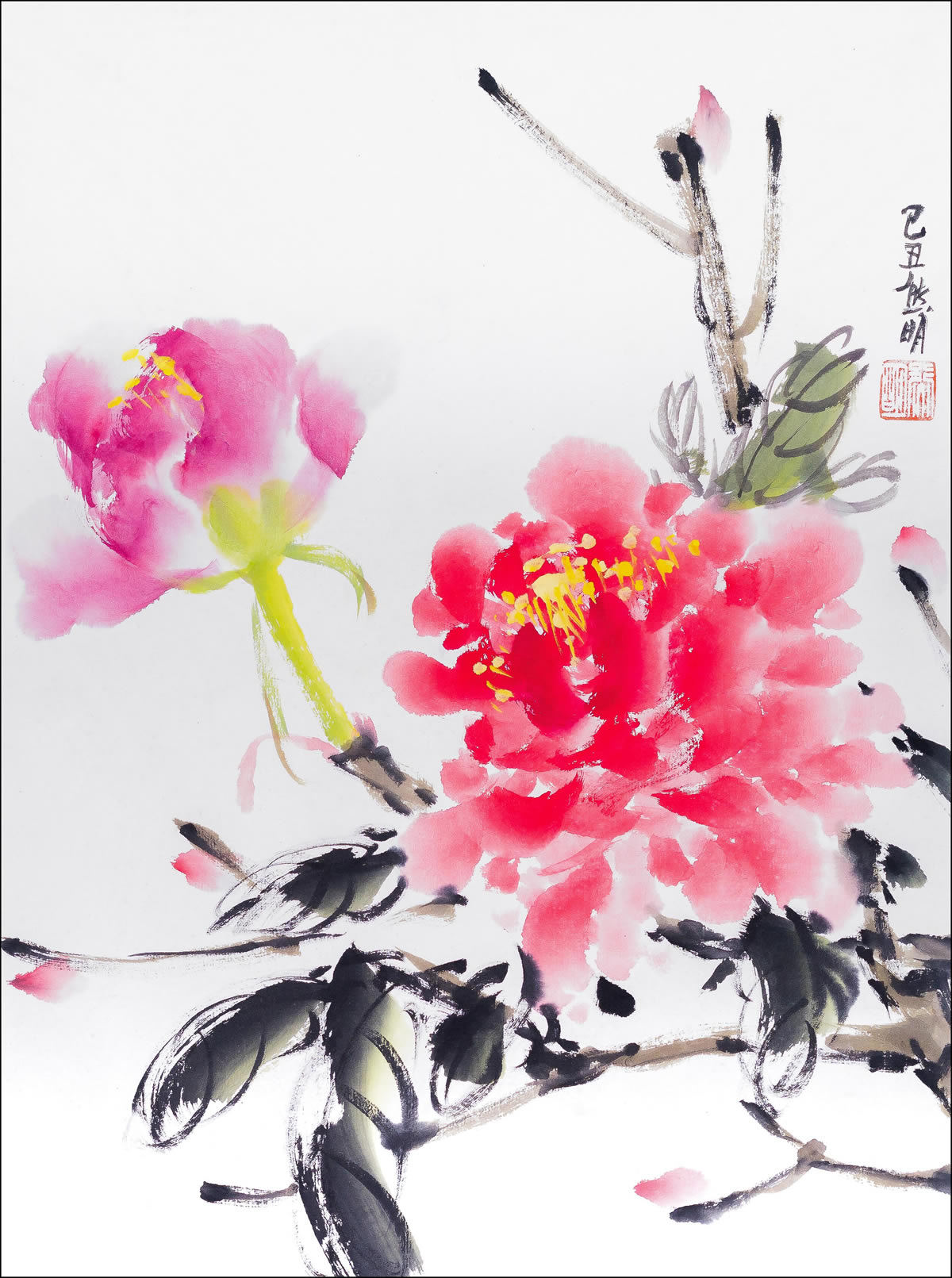 Pivoine casuelle
